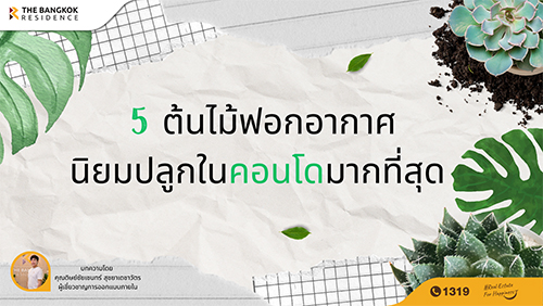 5 ต้นไม้ฟอกอากาศนิยมปลูกในคอนโดมากที่สุด 