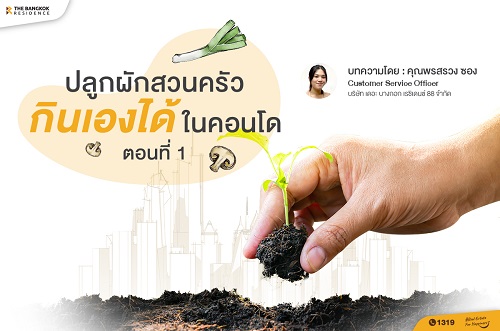 ปลูกผักสวนครัวกินเองได้ในคอนโด ตอนที่ 1