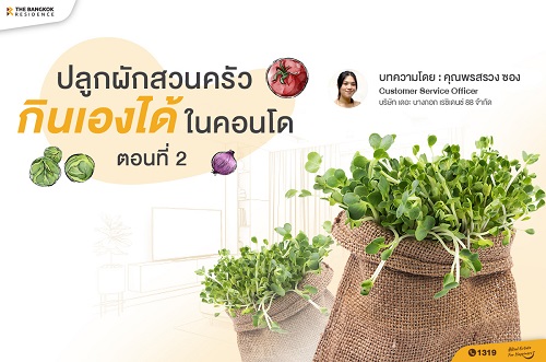 ปลูกผักสวนครัวกินเองได้ในคอนโด ตอนที่ 2