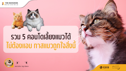 รวม 5 คอนโดเลี้ยงแมวได้ ไม่ต้องแอบ ทาสแมวถูกใจสิ่งนี้!! 