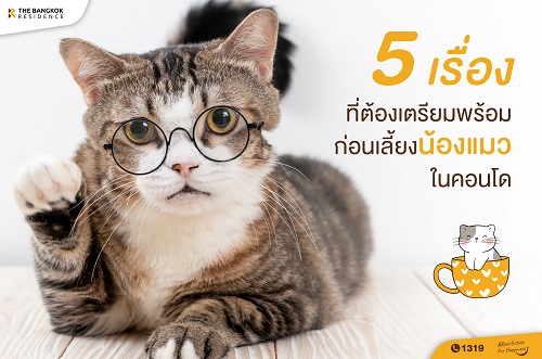 5 เรื่องที่ต้องเตรียมพร้อม ก่อนเลี้ยงน้องแมวในคอนโด